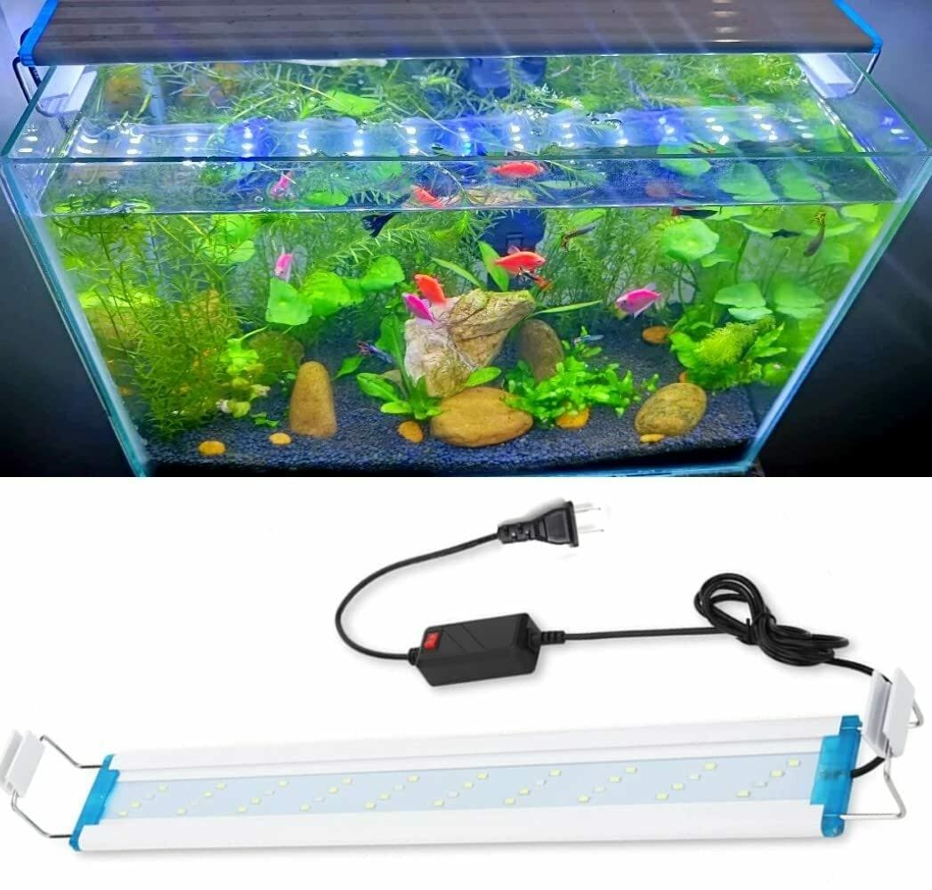 Embrace the Aquatic Life: Enhance Your Space with a Fish Tank